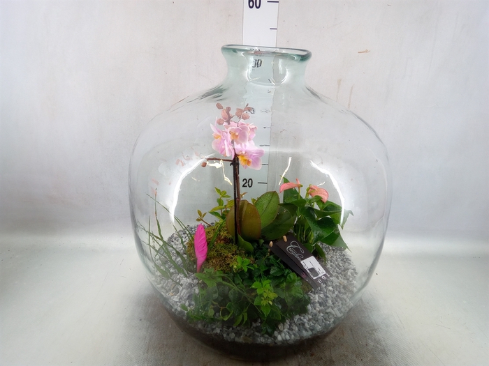 Arr.  Phalaenopsis H%