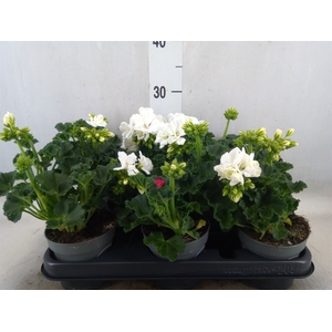 Pelargonium zona.   ...F1