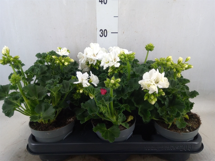 <h4>Pelargonium zona.   ...F1</h4>