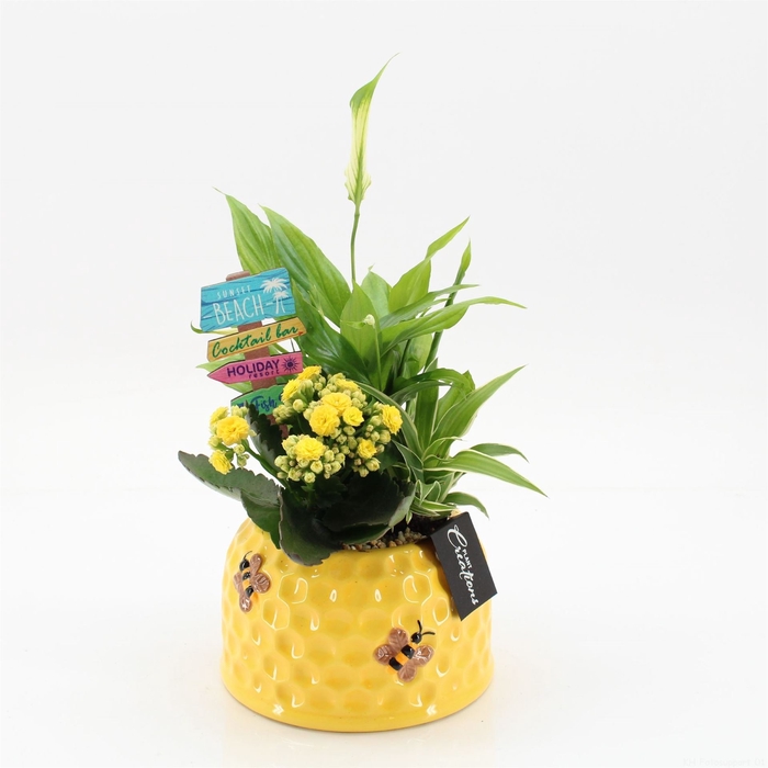 <h4>Arr.   Kamerplant Bloei H%</h4>