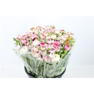 Ran Elegance Cappucino