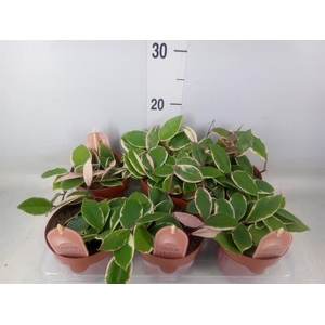 Hoya carnosa 'Floraganza Flamingo'