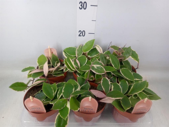 <h4>Hoya carnosa 'Floraganza Flamingo'</h4>