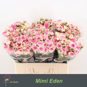 Rosa spray mimi eden