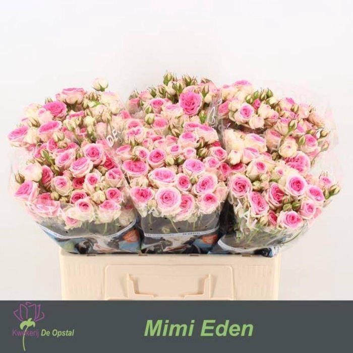 <h4>Rosa spray mimi eden</h4>
