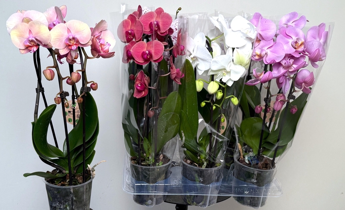 <h4>PHAL EL CASCADE</h4>