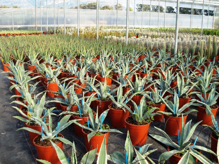 <h4>Agave overig</h4>
