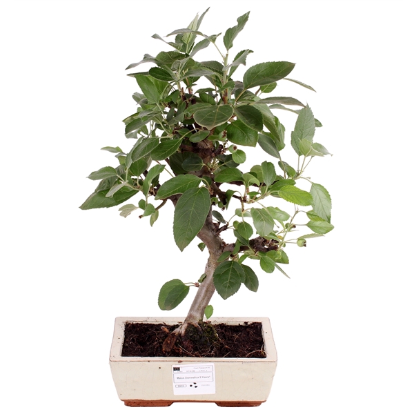 <h4>Bonsai Outdoor Deluxe Malus domestica ø20cm</h4>