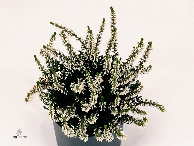 Calluna vulg. 'Garden G Alicia'