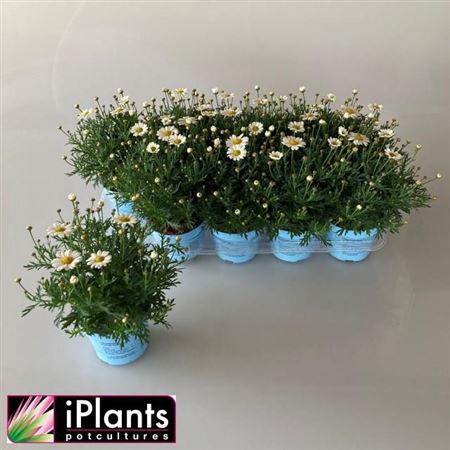 <h4>Argyranthemum frutescens La Rita Compact White</h4>