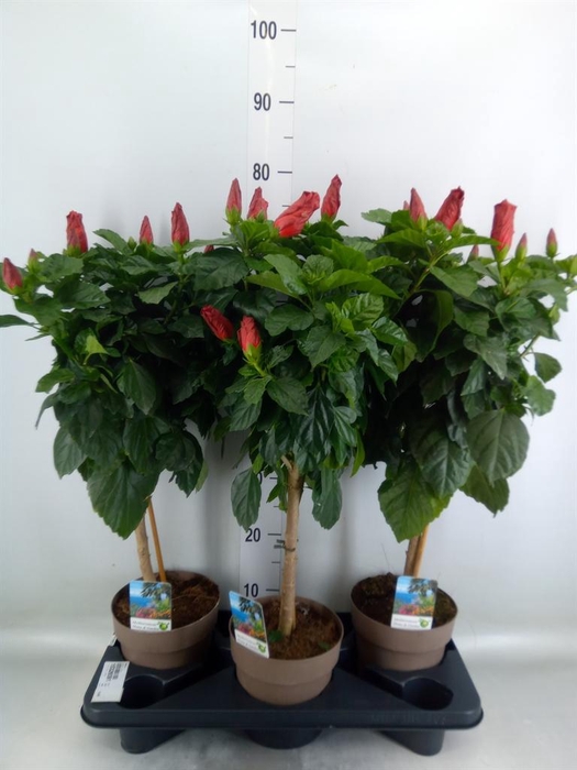 <h4>Hibiscus   ...</h4>