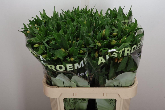 <h4>Alstr Aurora</h4>