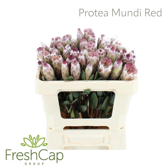 <h4>Protea Mundi Red</h4>