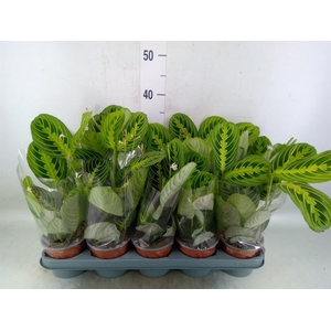 Maranta leuc. 'Lemon'