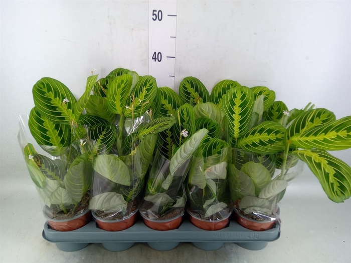 <h4>Maranta leuc. 'Lemon'</h4>