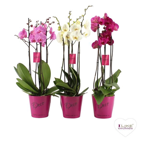 <h4>Deco mix - 3/4 tak</h4>