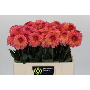 Dahlia DE 'Chanel'