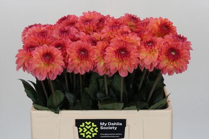 <h4>Dahlia DE 'Chanel'</h4>