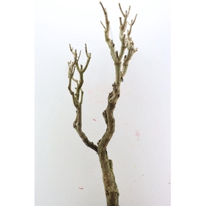 Seringenhout 120cm P/tk