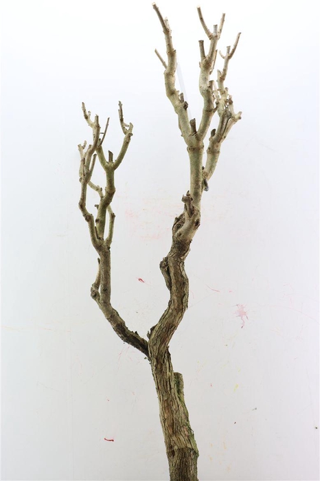 <h4>Seringenhout110/120cm P/tk</h4>