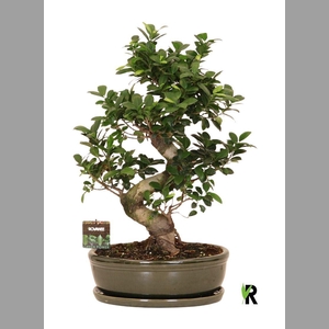 Ficus microcarpa 'Ginseng'