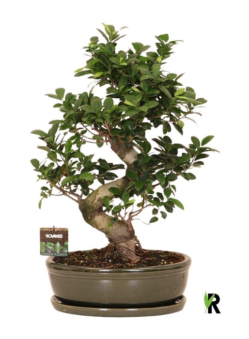 <h4>Ficus microcarpa 'Ginseng'</h4>