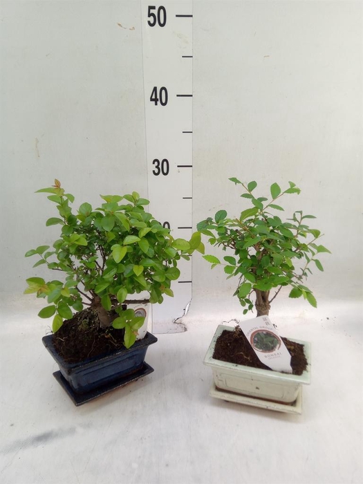 <h4>Bonsai   ...mix</h4>