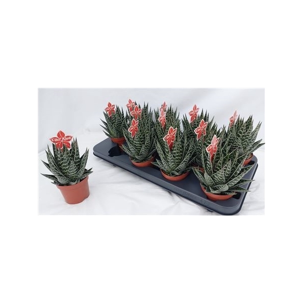 <h4>Aloe Tiki Tahi</h4>