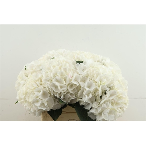 Hydr M White Verena 40-18