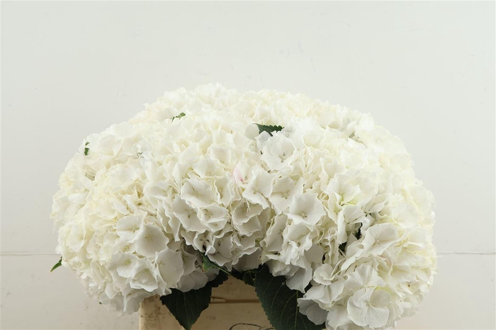 <h4>Hydr M White Verena 40-18</h4>