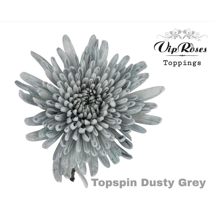 <h4>Chr G Vip Topspin Dusty Grey</h4>