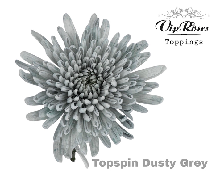 <h4>CHR G TOPSPIN DUSTY GREY</h4>