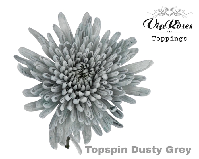 <h4>CHR G TOPSPIN DUSTY GREY</h4>