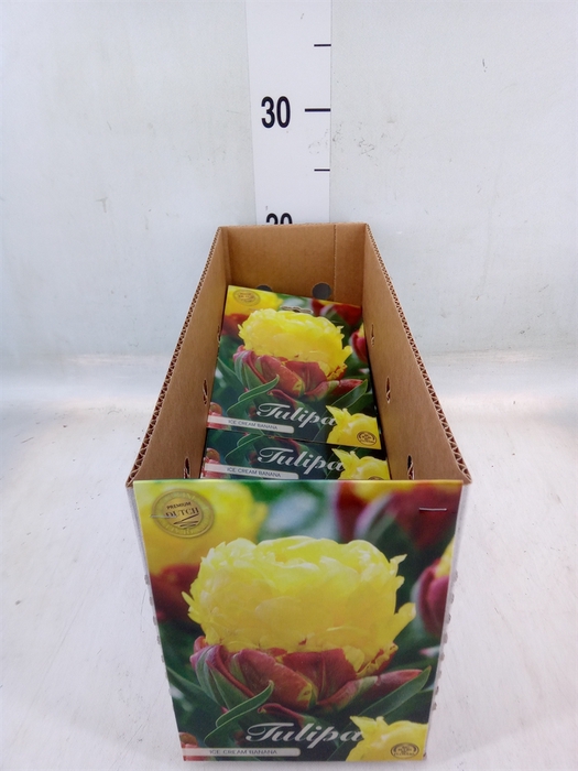 <h4>Tulipa   ...flowerbulbs</h4>