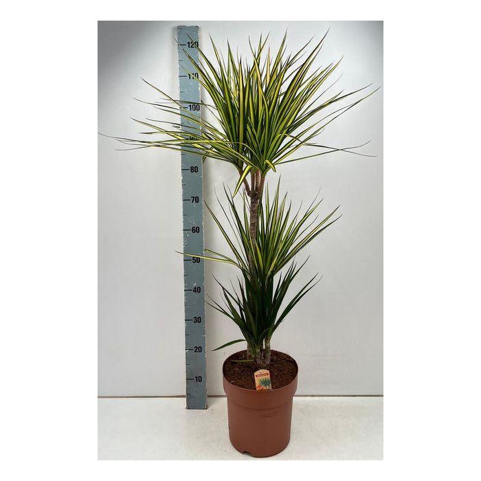 <h4>Dra Marg Sunray</h4>