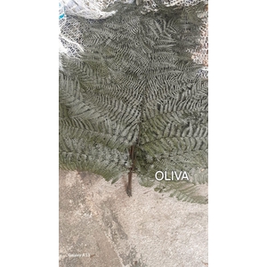 GESTABILISEERD VAREN OLIJF