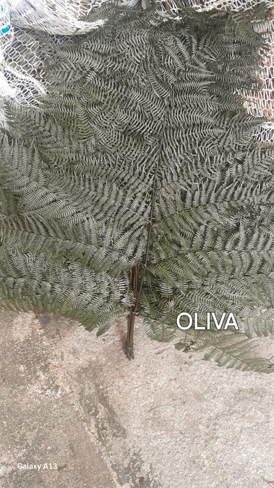 <h4>GESTABILISEERD VAREN OLIJF</h4>