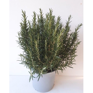 Rosmarinus offi.   ...