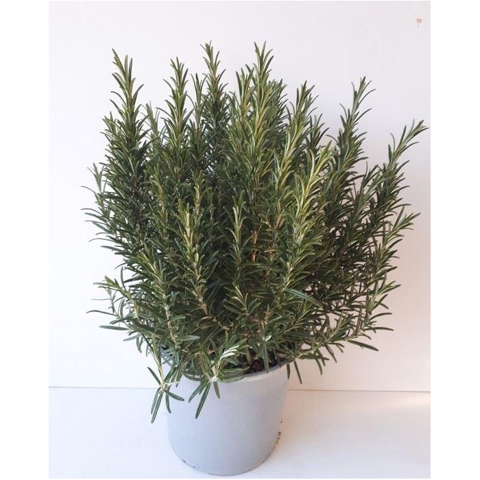 <h4>Rosmarinus offi.   ...</h4>