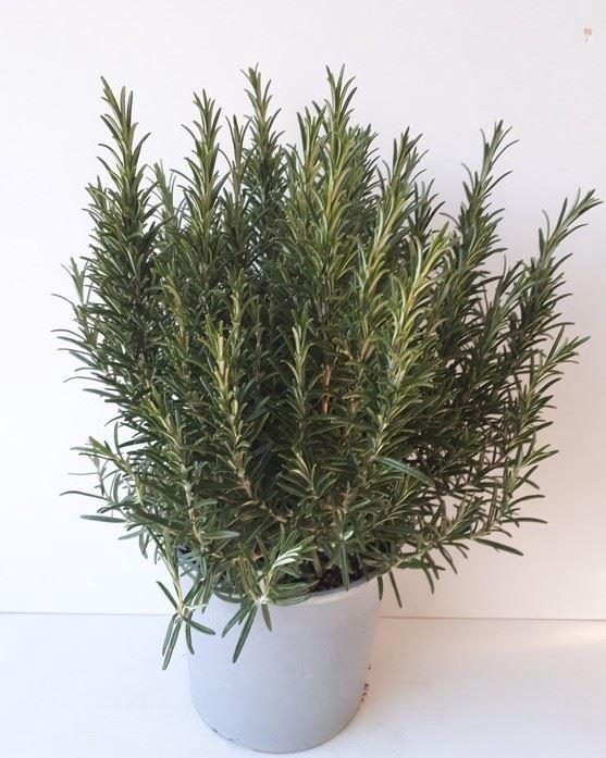 Rosmarinus offi.   ...