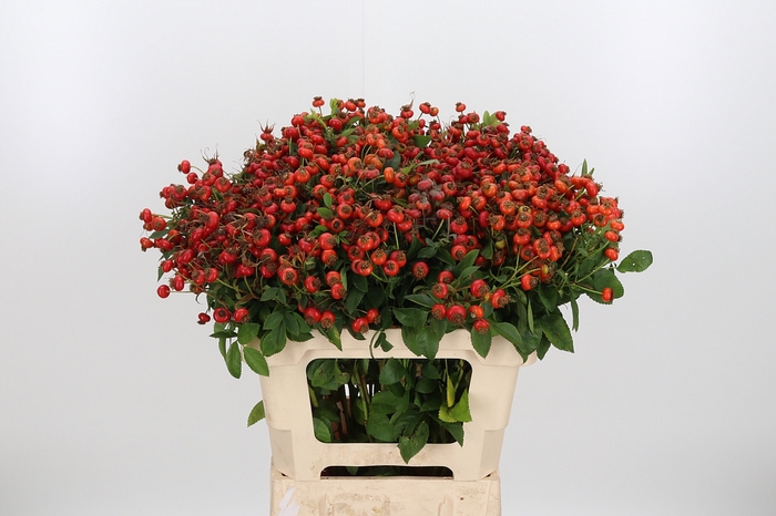 <h4>Rosa Sensationel</h4>