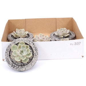 ARR SUCCULENTEN