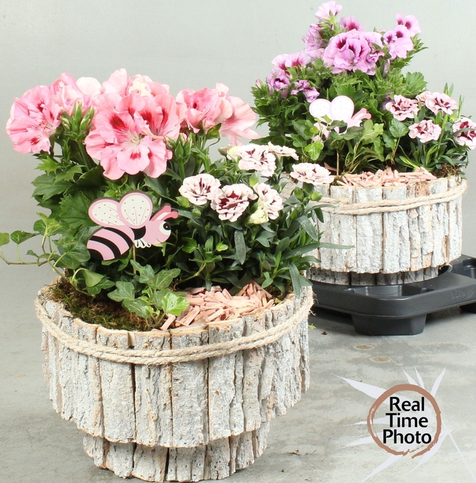 <h4>ARR TUINPLANTEN H%</h4>