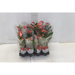 ANTHURIUM TRILLIONS RED P06