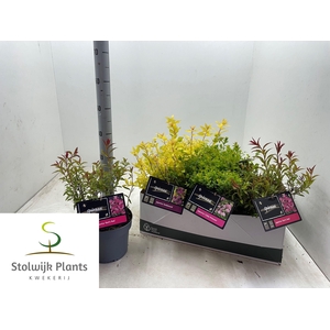 SPI JAPONICA