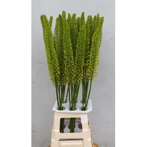 EREMURUS YELL IMPACT