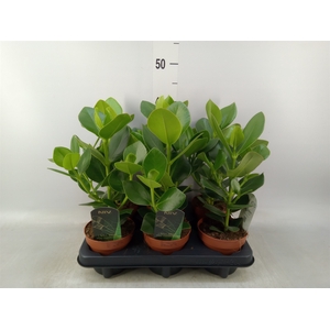 Clusia rosea 'Princess'