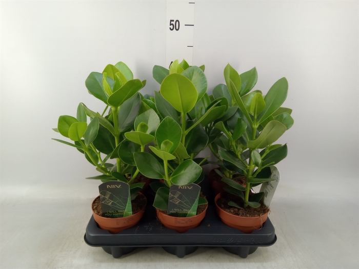 <h4>Clusia rosea 'Princess'</h4>