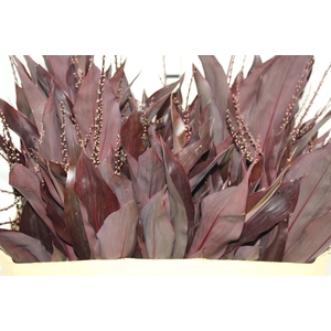 FOLHAGEM DRACENA RUBRA VINHO