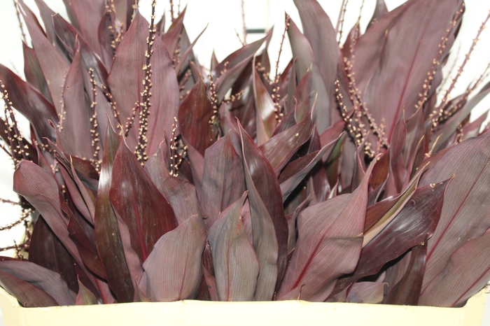 <h4>FOLHAGEM DRACENA RUBRA VINHO</h4>